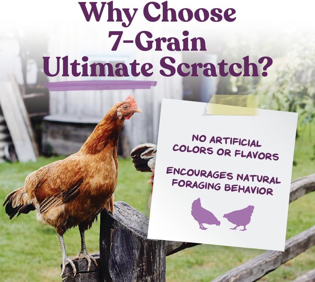 Scratch Grain Is a Treat, Not a Feed: How to Use It Without Wrecking Your Hens' Nutrition