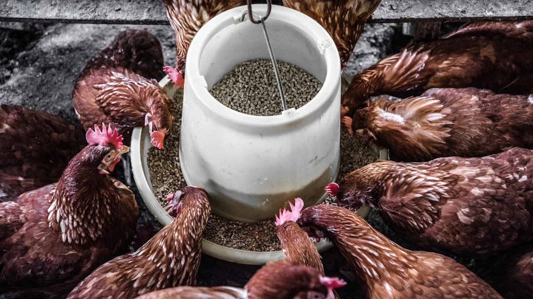 A homesteader's hand holding a scoop of layer pellets over a wooden feeder surrounded by heritage-breed hens in a sunny backyard coop